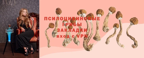прущие грибы Вяземский